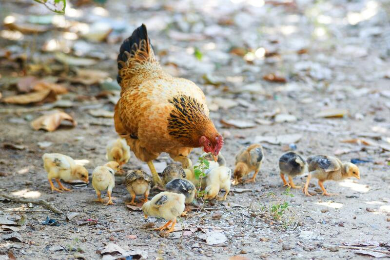 Adoptar una gallina es posible 